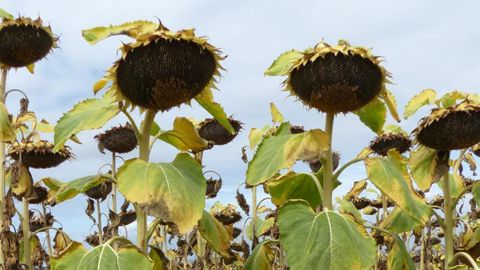 Tournesols conventionnels. © A. Cassigneul / GFA